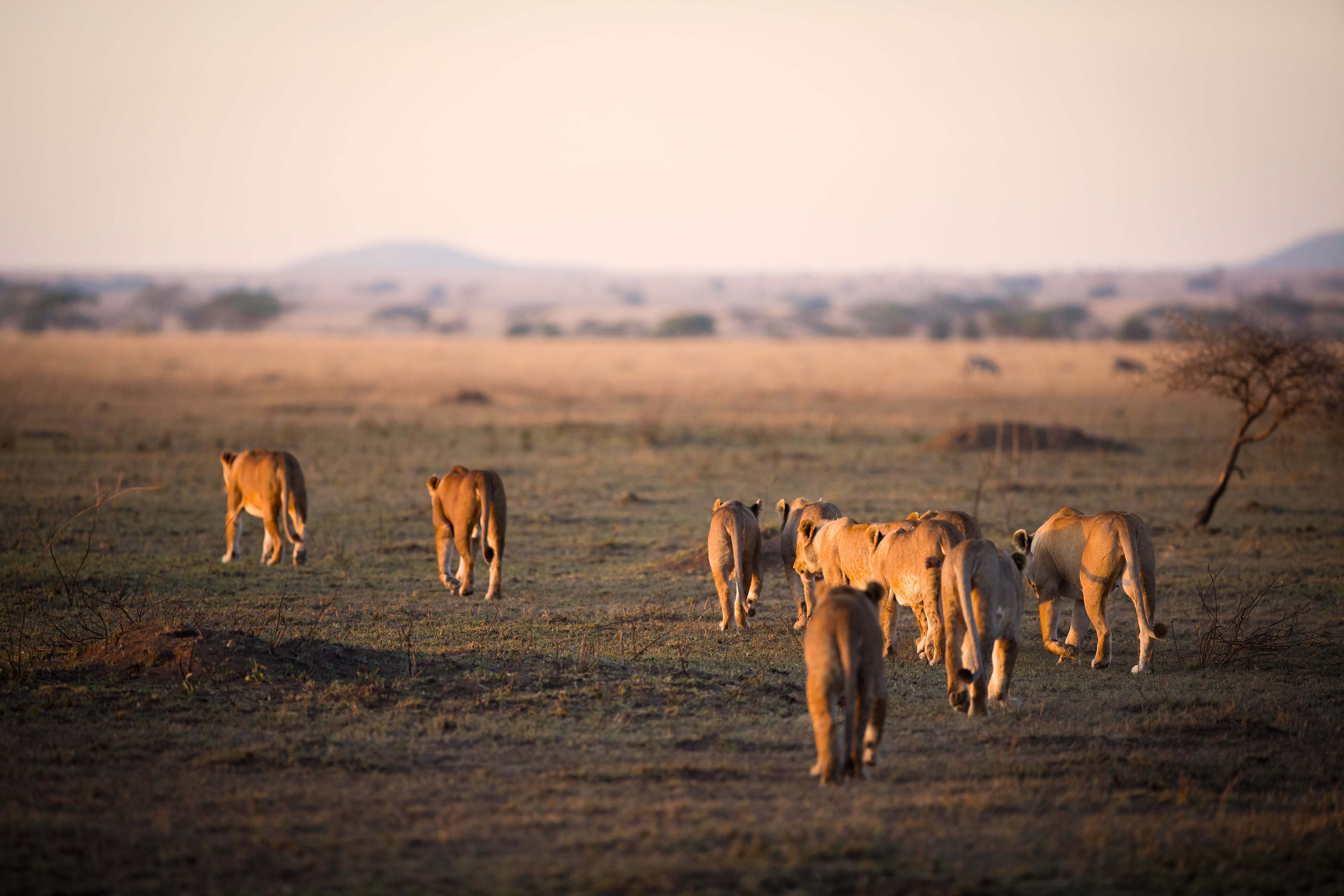 Visit the Savite on a Luxury Botswana Safari